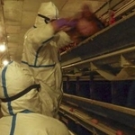 ２０２４年１２月、愛媛県西条市で発生した鳥インフルエンザの殺処分作業（同県提供）