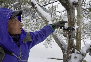 クマによる被害を受けた木を見つめる農家の桂田正春さん＝２０２５年１１月、青森県西目屋村