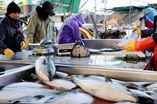 　鹿児島県長島町で水揚げされたブリ＝１月