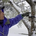 クマによる被害を受けた木を見つめる農家の桂田正春さん＝２０２５年１１月、青森県西目屋村