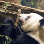 最終観覧日のレイレイ＝２５日