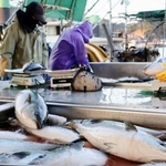 　鹿児島県長島町で水揚げされたブリ＝１月