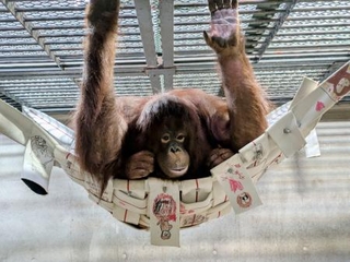 　雌のボルネオオランウータン「ジェニファー」（愛媛県立とべ動物園提供）