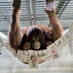 　雌のボルネオオランウータン「ジェニファー」（愛媛県立とべ動物園提供）
