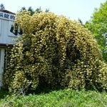 植物に覆われた小峰和子さん窯元＝２０１４年（小峰さん提供）