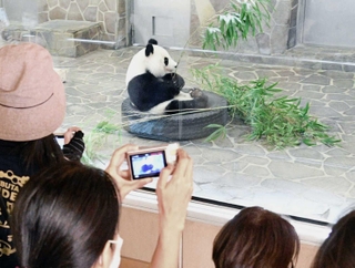 えさをほおばるタンタン。多くのファンを魅了した（２０２０年９月）