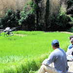 ドローンを使った肥料散布（２０２４年８月）