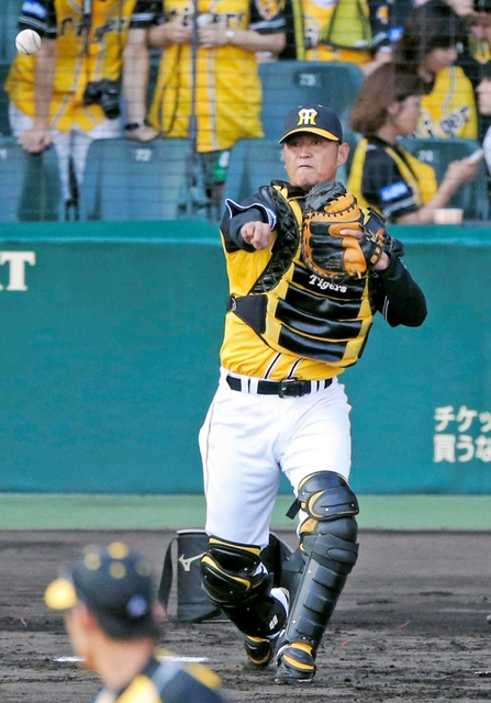 ２０１６年に阪神で現役を引退した鶴岡一成捕手。アマチュア時代は各世代で主将を担うなど人間性も優れたプレーヤーだった＝甲子園球場