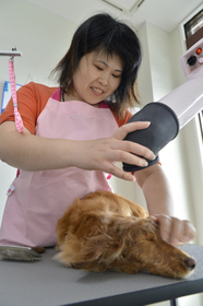 ドッグサロンを開業。犬との触れ合いに癒やされた＝伊丹市北園３（撮影・笠原次郎）