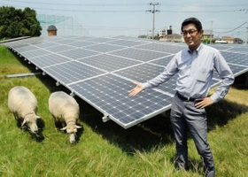 太陽光発電パネルが並ぶ敷地内の除草を担うヒツジと村枝晃治さん＝兵庫県稲美町六分一