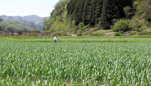 風に揺れる葉が稲穂を思わせるニンニク畑＝養父市大屋町夏梅