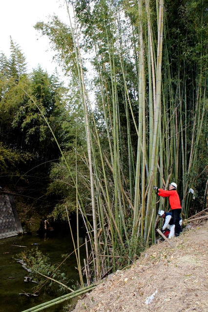 水位上昇を招く一因となっていた美嚢川沿いの竹林