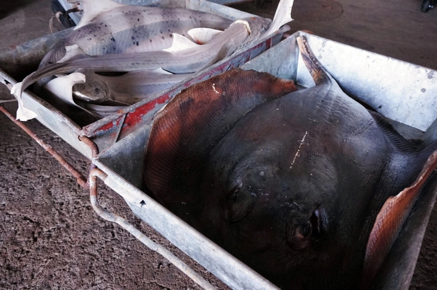 原料になるサメ、エイ＝洲本市由良４