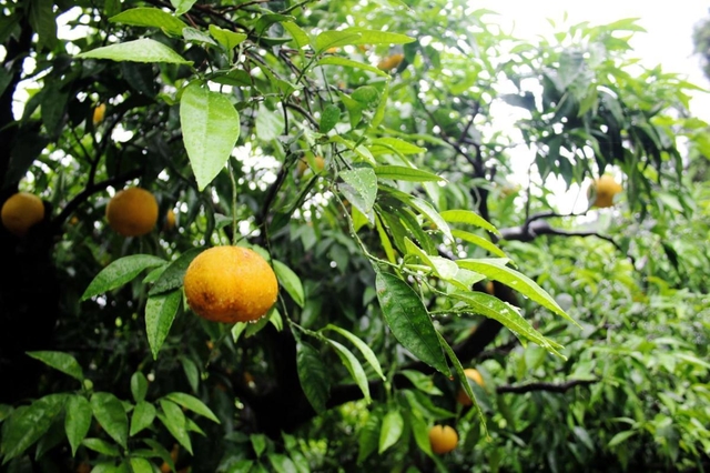 強い酸味と香りが特徴の鳴門オレンジ＝洲本市由良町由良