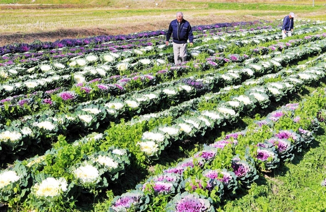休耕田を彩る葉ボタン＝加古川市志方町横大路