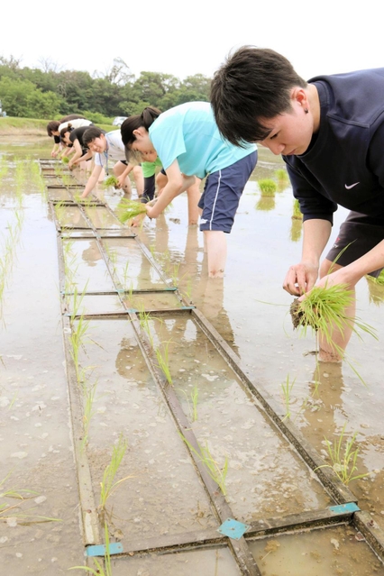 山田錦の苗を丁寧に植える学生たち＝三木市吉川町水上