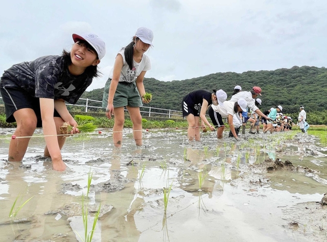 明治時代に生まれた「神力」を植える御津小の５年生ら＝たつの市御津町中島