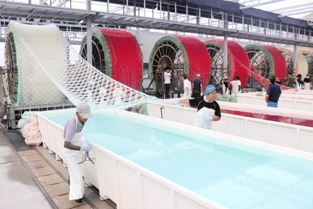網にノリの胞子を付けていく種付け＝明石市二見町南二見