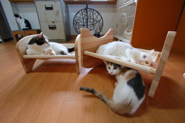 木のぬくもりにリラックス－。木栄初の愛猫グッズ「ネコのハンモックベッド」＝丹波市柏原町下小倉、たんばコミュニティハブ