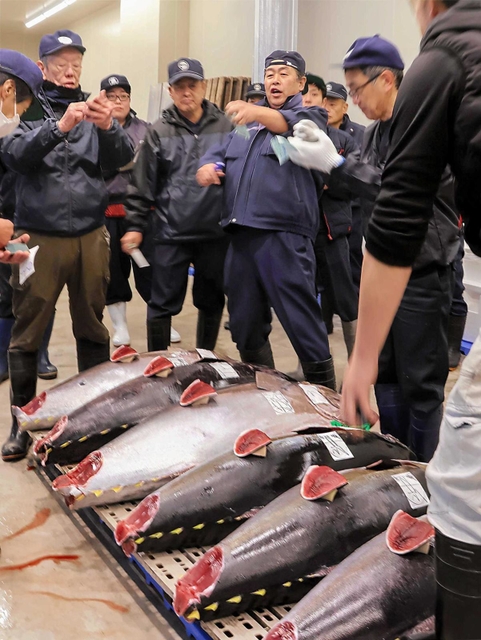 次々に競り落とされていくマグロ＝姫路市白浜町