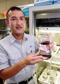 ビーカーで培養中のワカメの配偶体を手にする二羽恭介さん＝明石市二見町、兵庫県立水産技術センター