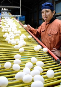 鶏舎から総延長約１２０メートルのコンベヤーで運ばれる鶏卵の品質を確かめる上田国英社長＝姫路市飾東町志吹、ウエダ養鶏