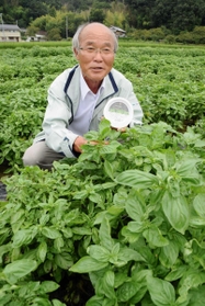 爽やかな香りが広がるバジル畑で「朝早い手摘みでこそ、この香りを残せる」と話す八木正邦さん＝たつの市御津町岩見