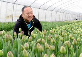 つぼみが膨らむチューリップ。「冬にも春を感じてほしい」と笑顔を見せる相良行博さん＝神戸市北区淡河町萩原