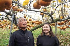 よく熟れたナシを見上げる（左から）松下勇人さんと明美さん＝神戸市西区押部谷町高和