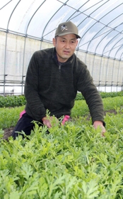 キクナを有機栽培で育てる中末智己さん＝丹波篠山市大山上
