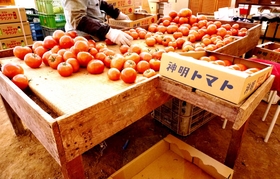 手作りのトマト選別作業台。畳を敷いた木製のベッドのようなつくりで、２人一組の作業にベストなサイズ＝神戸市西区岩岡町印路