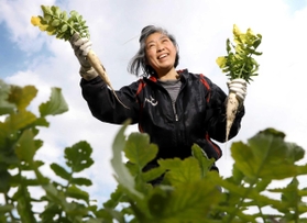 少量多品目の野菜を育てる「元農園（チアファーム）」の浅川元子さん＝神戸市西区平野町西戸田（撮影・吉田敦史）