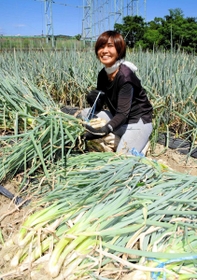 苗用のネギを収穫し、束ねる三木亜紀さん＝たつの市神岡町東觜崎