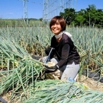 苗用のネギを収穫し、束ねる三木亜紀さん＝たつの市神岡町東觜崎