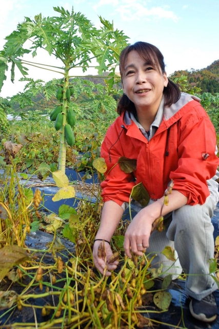 黒く色づき始めた丹波黒のさやを手にする湊友加さん。奥には大きく育ったパパイアの実も＝丹波篠山市垣屋