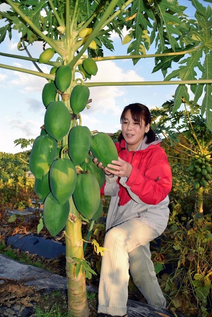 大きく育ったパパイアを手にする湊友加さん＝丹波篠山市垣屋
