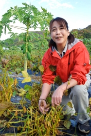 黒く色づき始めた丹波黒のさやを手にする湊友加さん。奥には大きく育ったパパイアの実も＝丹波篠山市垣屋