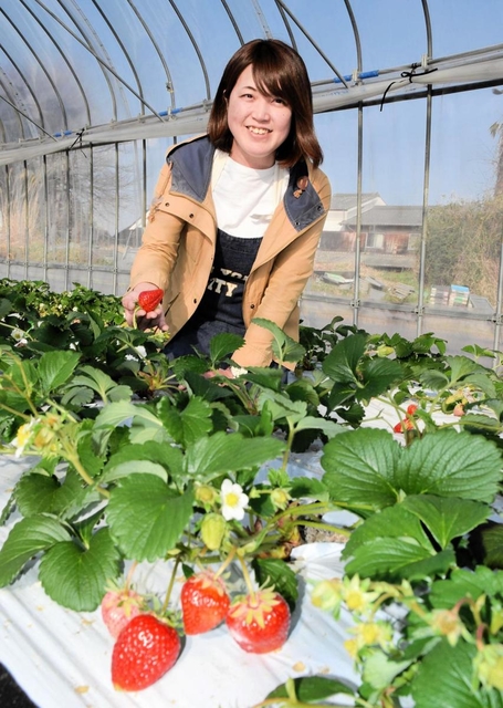出荷のピークを迎えたイチゴの魅力を語る森本聖子さん＝神戸市北区淡河町中山