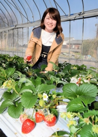 出荷のピークを迎えたイチゴの魅力を語る森本聖子さん＝神戸市北区淡河町中山