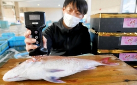 タイの脂肪率を測るフィッシュアナライザ。明石浦漁協はブランド力の強化に向け、脂肪率が基準を超えたものを黒の箱に入れて出荷している＝明石市岬町