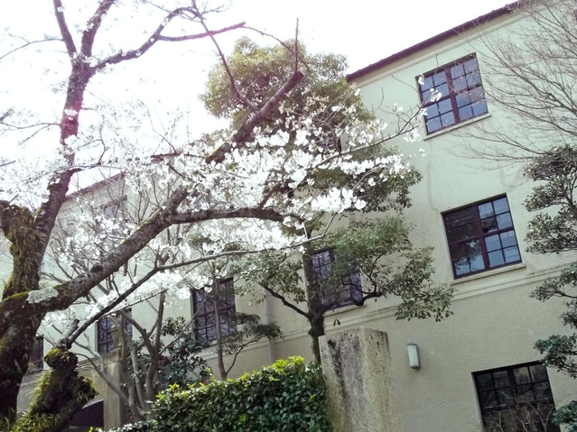 関西学院大西宮上ケ原キャンパス正門前の桜