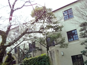 関西学院大西宮上ケ原キャンパス正門前の桜