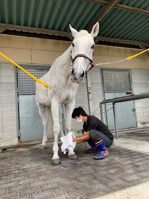 馬の脚を拭く関西学院大馬術部員