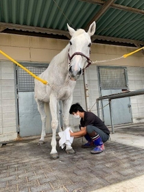 馬の脚を拭く関西学院大馬術部員