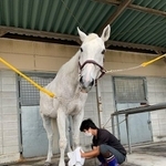 馬の脚を拭く関西学院大馬術部員