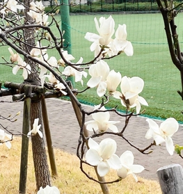 見頃を迎えていたハクモクレン