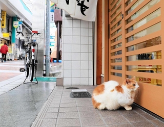 おなかすいたニャー（撮影・斎藤雅志）