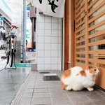 おなかすいたニャー（撮影・斎藤雅志）