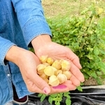 食用ホオズキの実。北区の農園にて