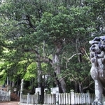 鈴の森神社のヤマモモ（中央）は町内最大の大樹。木登りの苦手な柳田は狛犬（こまいぬ）に乗り、木を眺めていたという＝福崎町西田原（撮影・三津山朋彦）